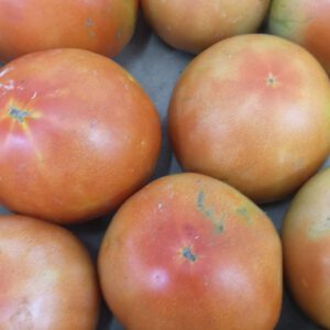 tomate daniela - producto