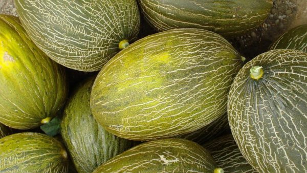 Melon piel de sapo - producto - verduleria online
